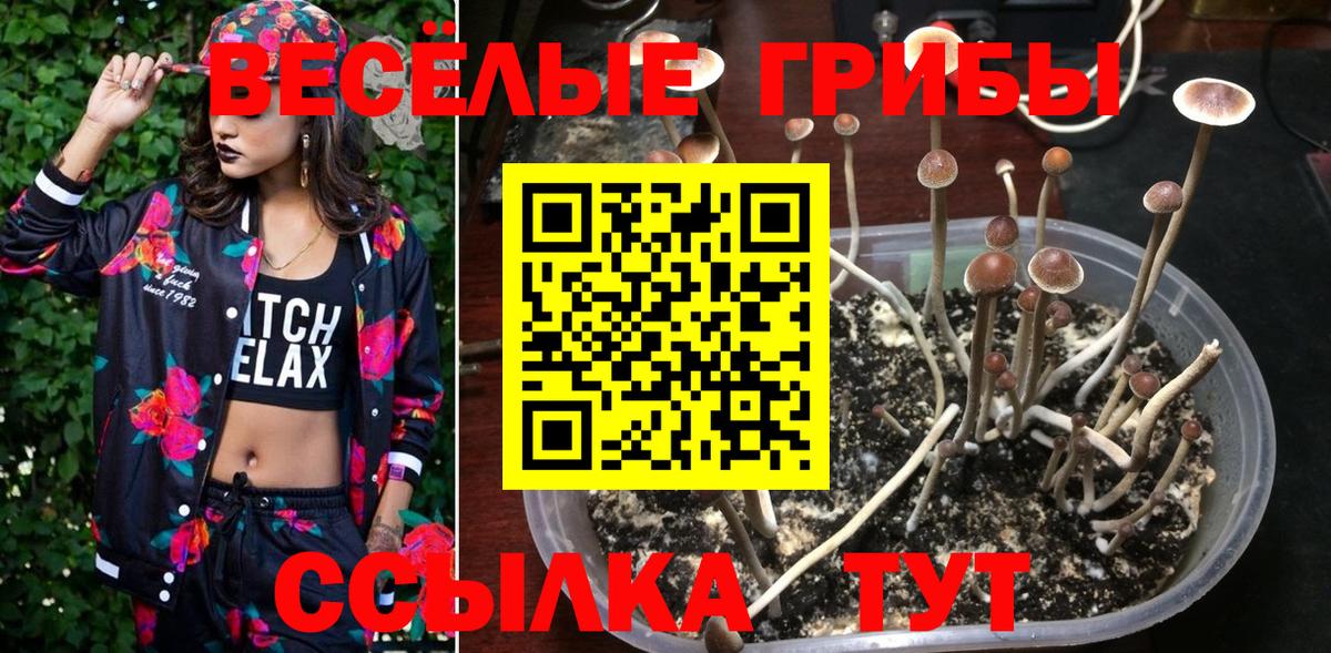Зеленогорск  Галлюциногенные грибы Psilocybine cubensis  Вход с VPN  Галлюциногенные грибы Cubensis 